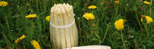 Coltivazione di asparagi