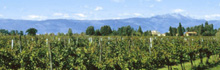 veduta di vigneti