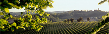 Primavera del Prosecco