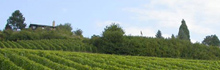 colli euganei