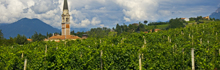 Breganze vigneti